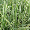 Phalaris arundinacea Picta Variegated Ribbon Grass