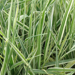 Phalaris arundinacea Picta Variegated Ribbon Grass