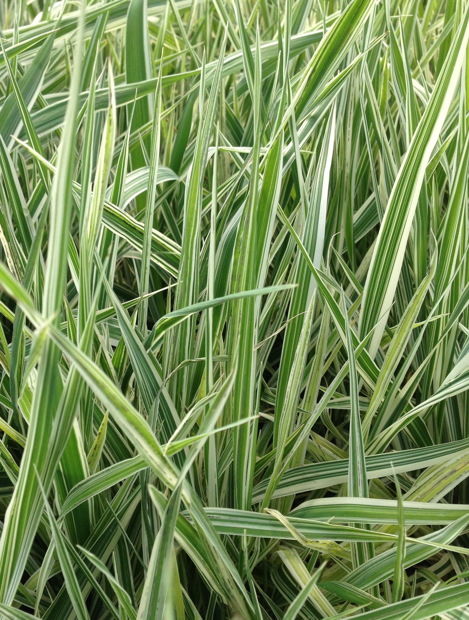 Phalaris arundinacea Picta Variegated Ribbon Grass