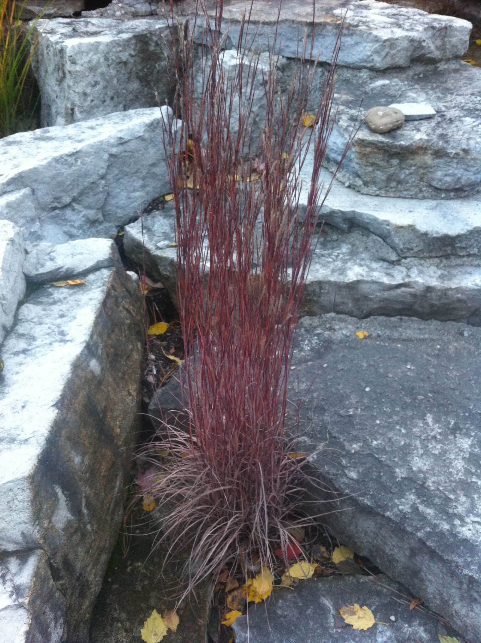 Schizachyrium scoparium Little Bluestem