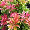 Pieris japonica Mountain Fire Mountain Fire Japanese Pieris