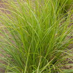 Sesleria autumnalis Autumn Moor Grass