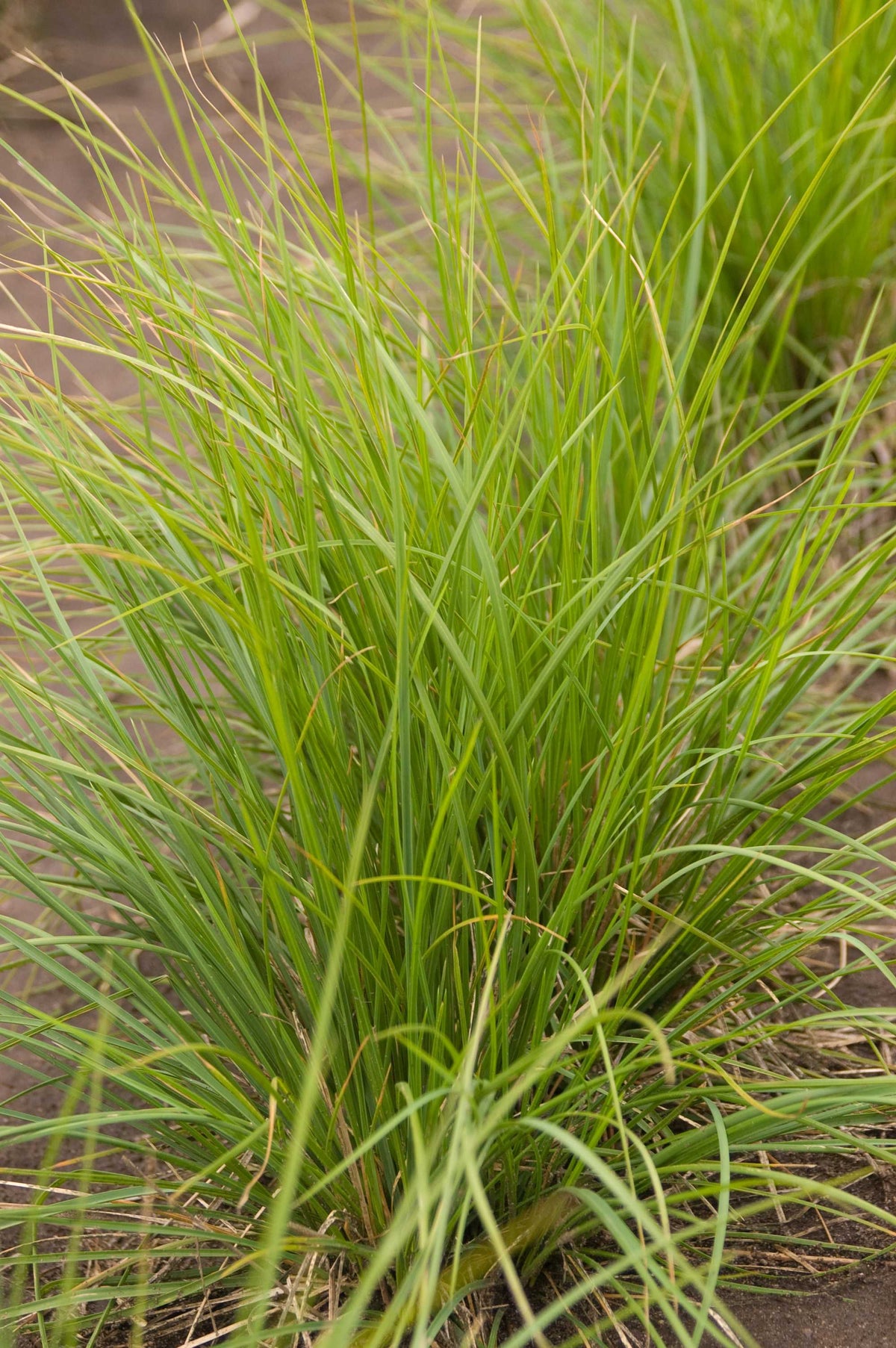 Sesleria autumnalis Autumn Moor Grass