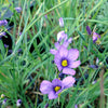 Sisyrinchium angustifolium Blue Eyed Grass