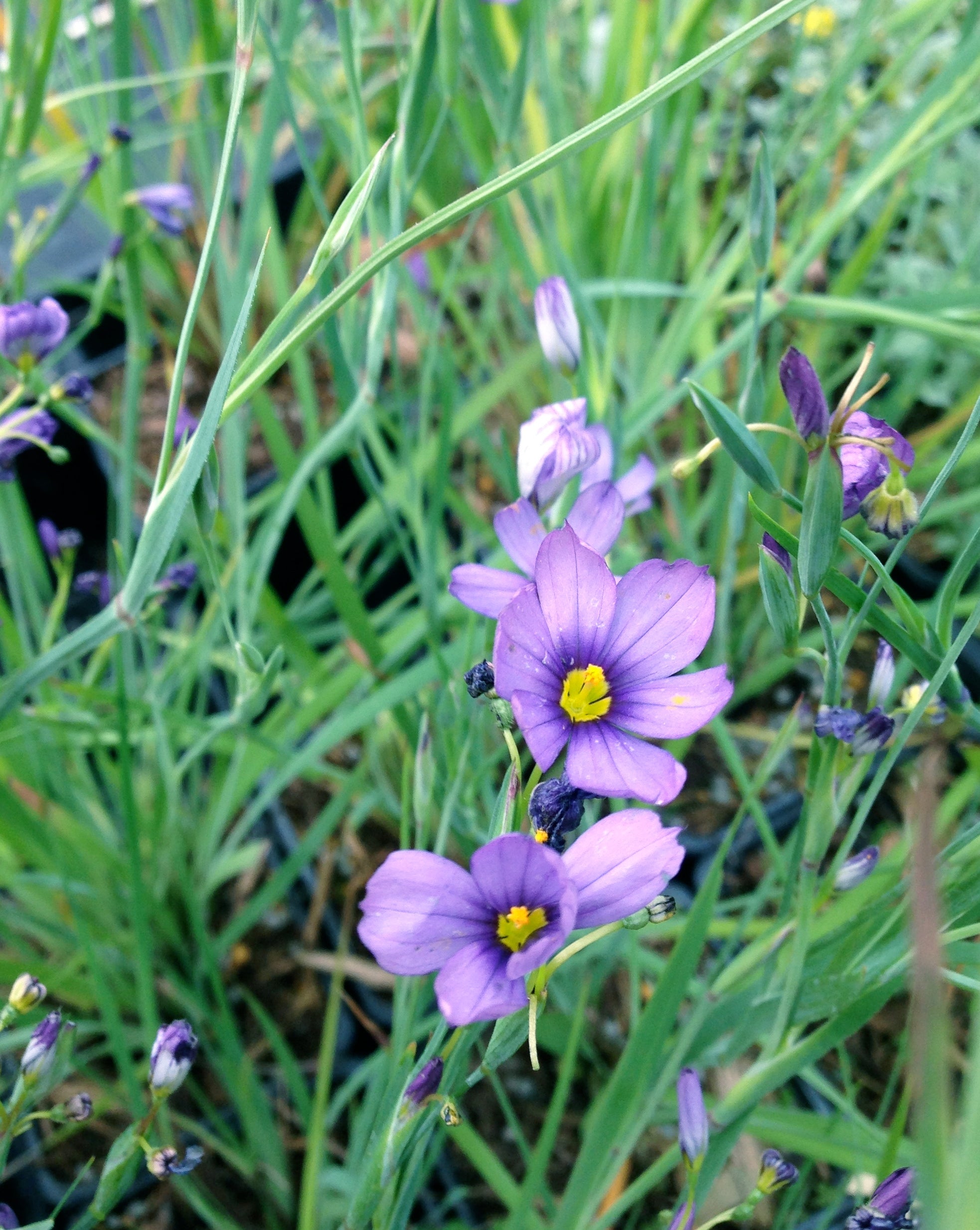 Sisyrinchium angustifolium Blue Eyed Grass