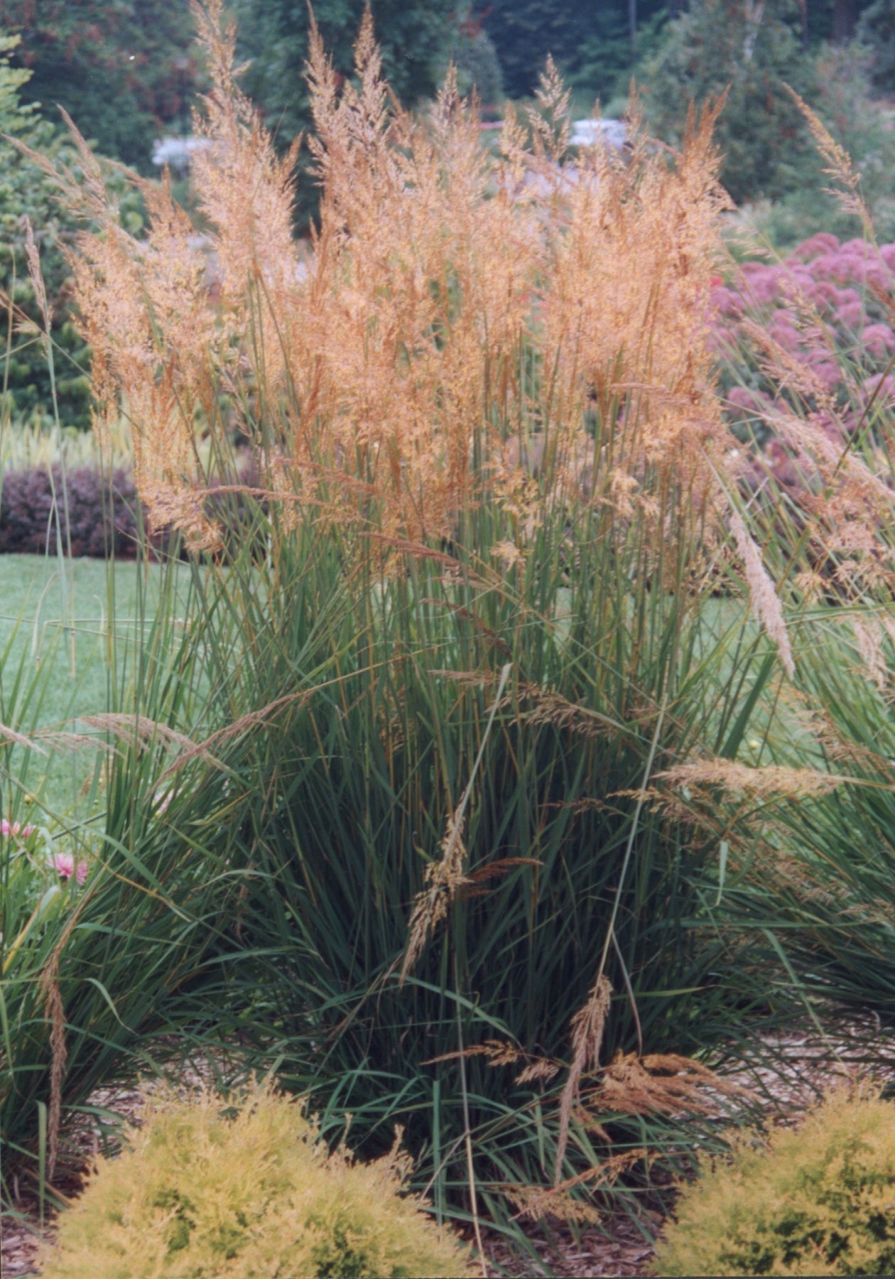 Sorghastrum nutans Indian Grass