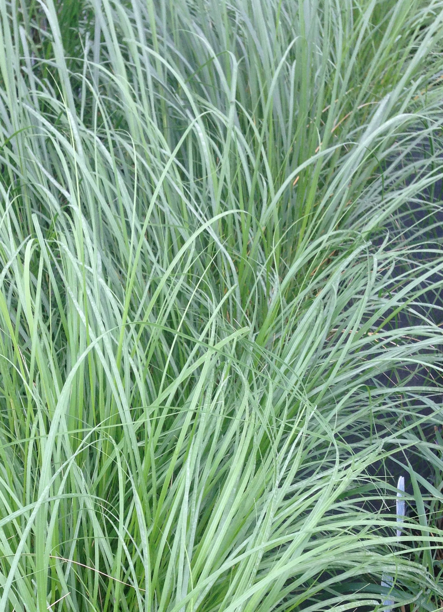 Spartina pectinata Prairie Cord Grass