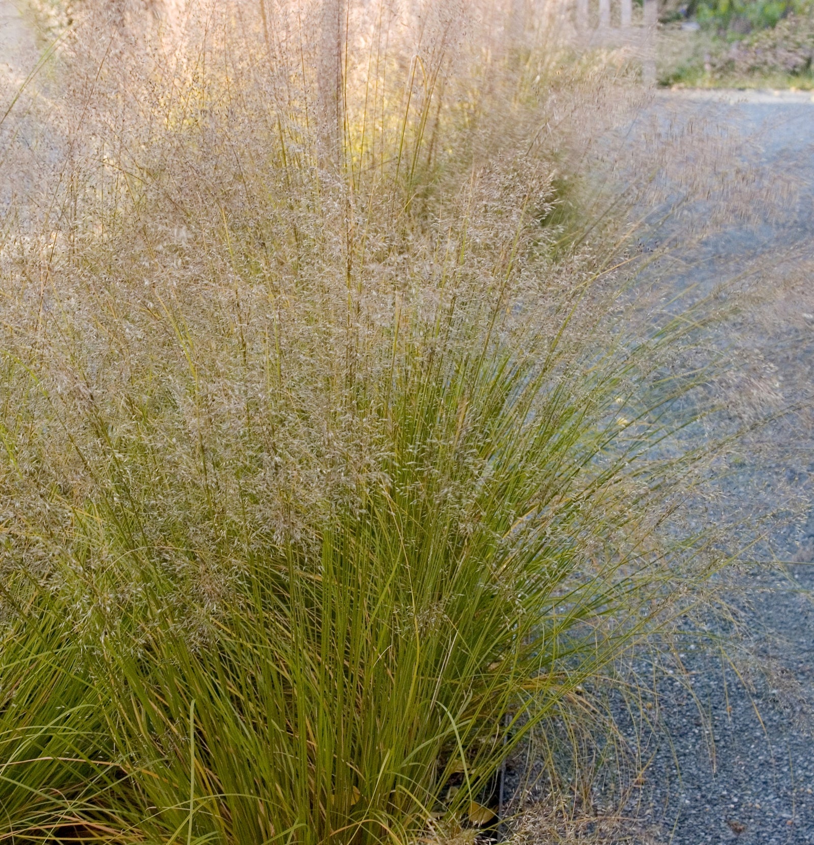 Sporobolus heterolepis Prairie Dropseed