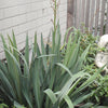 Yucca filamentosa Yucca