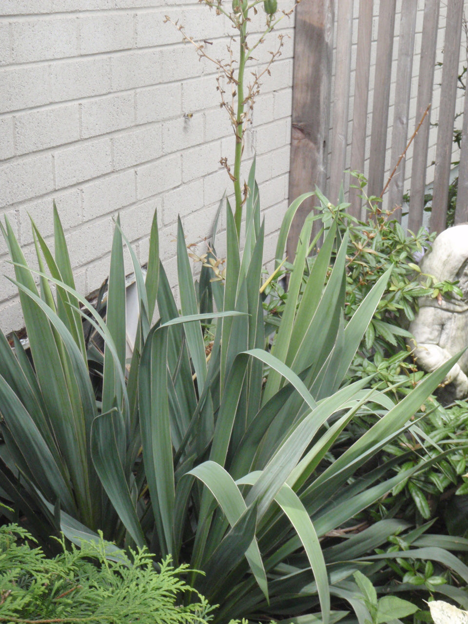 Yucca filamentosa Yucca