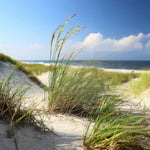 Ammophila breviligulata American Beach Grass