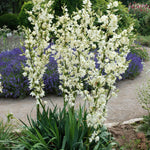 Yucca glauca Great Plains Yucca