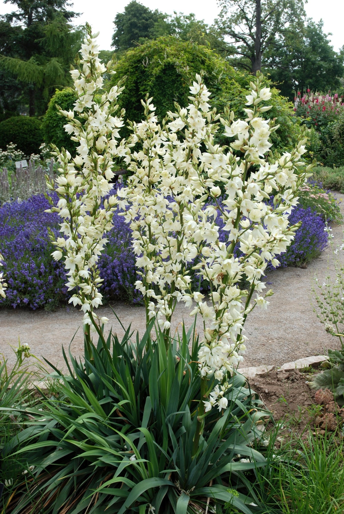 Yucca glauca Great Plains Yucca