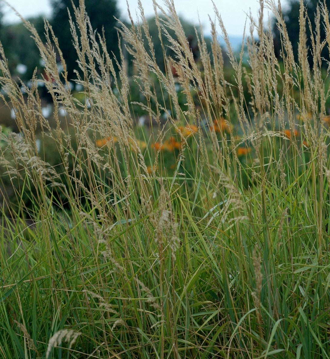 Calamagrostis canadensis Canada Bluejoint