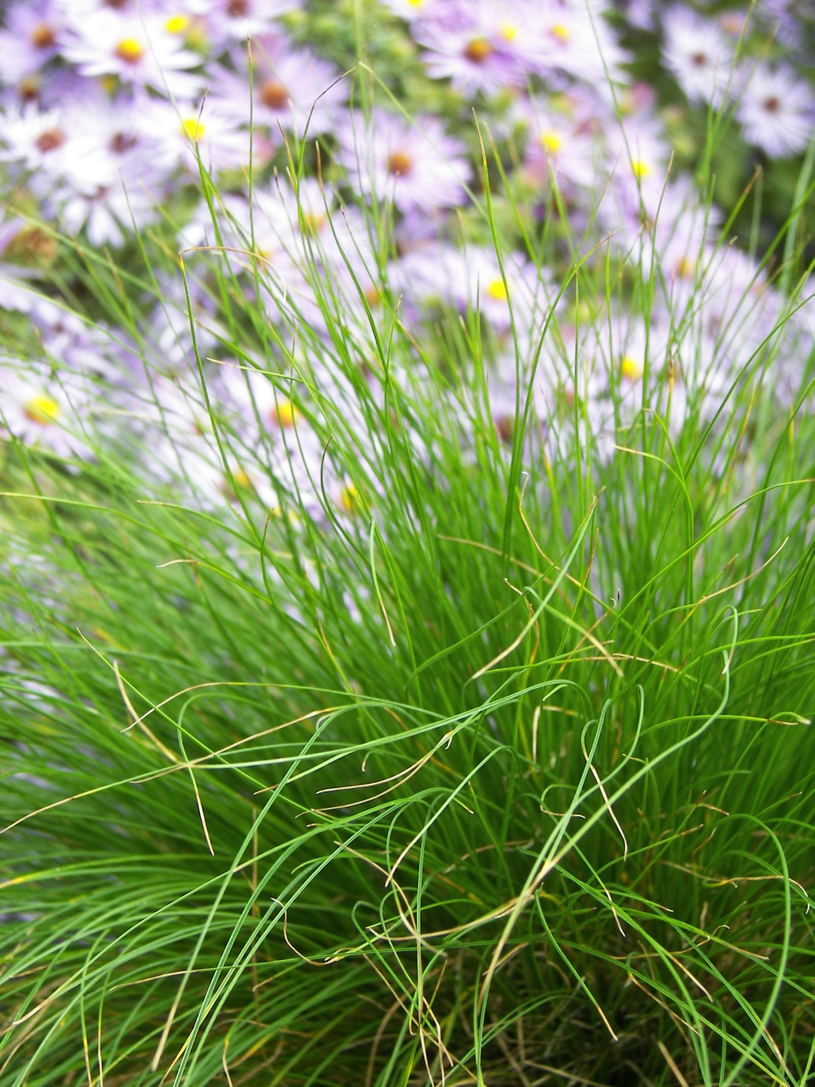 Carex eburnea Bristle leaf Sedge