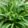 Carex plantaginea Plantain leaved Sedge