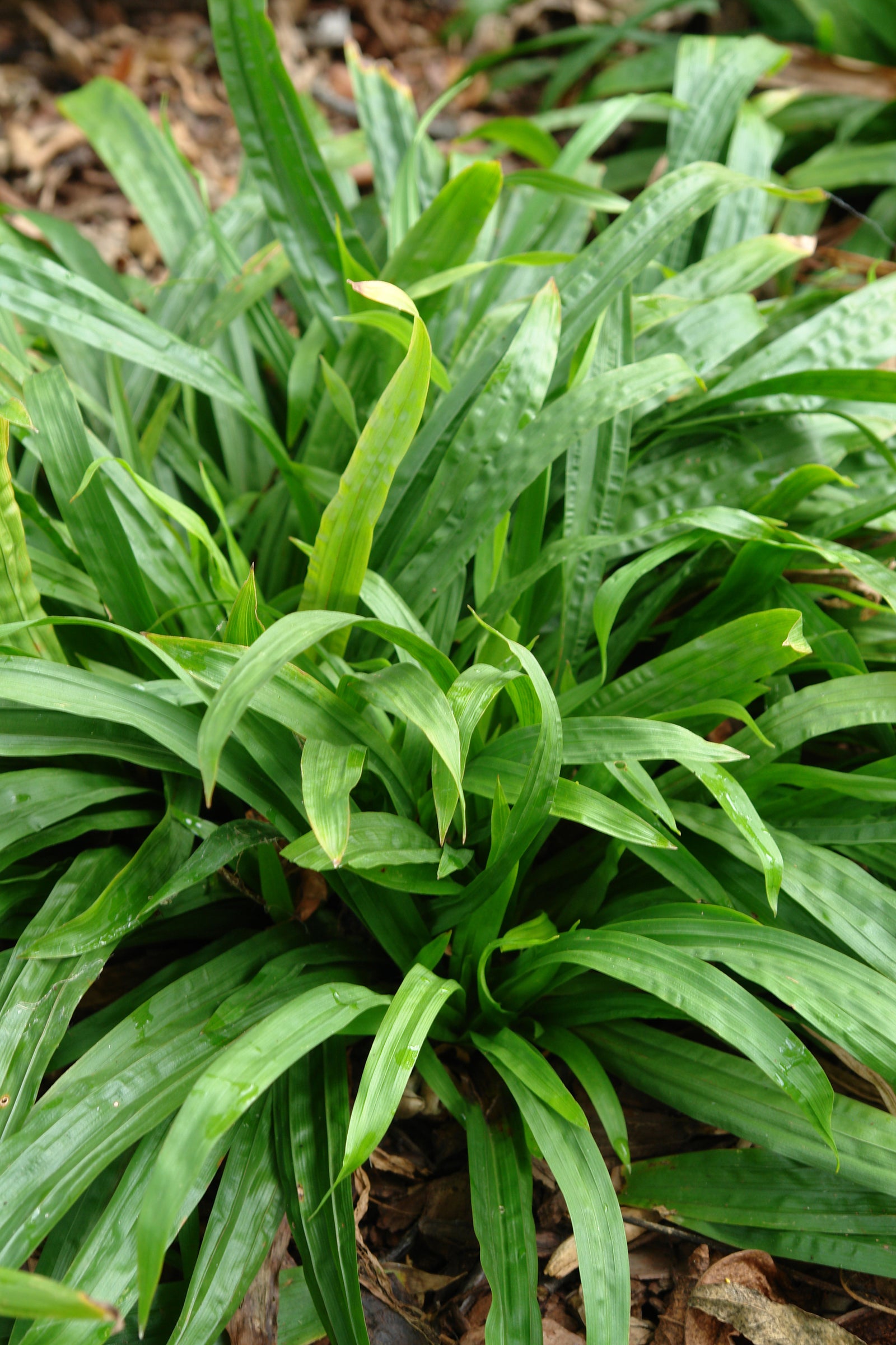 Carex plantaginea Plantain leaved Sedge