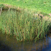 Scirpus validus Softstem Bulrush