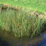 Scirpus validus Softstem Bulrush