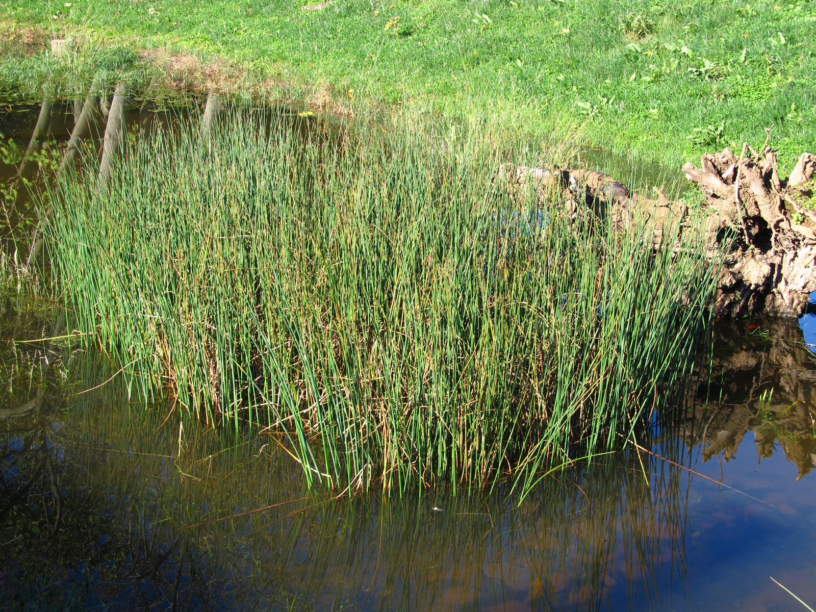 Scirpus validus Softstem Bulrush