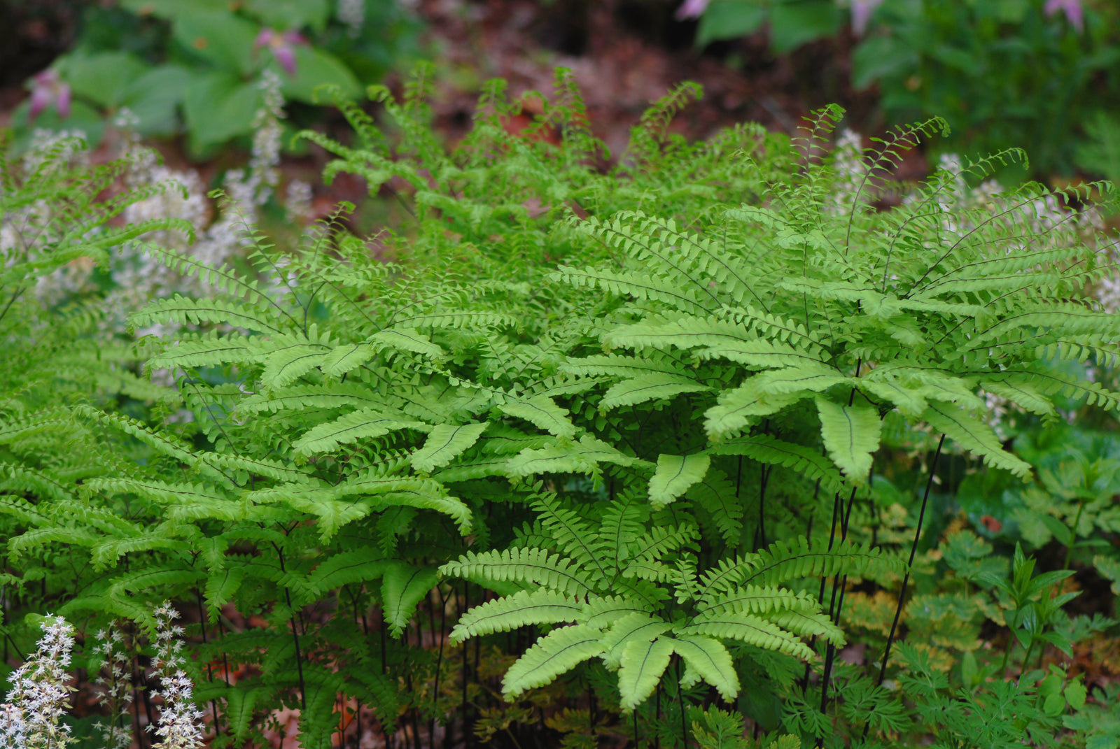 Adiantum pedatum Northern Maidenhair Fern