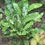 Asplenium scolopendrium Hart's Tongue Fern