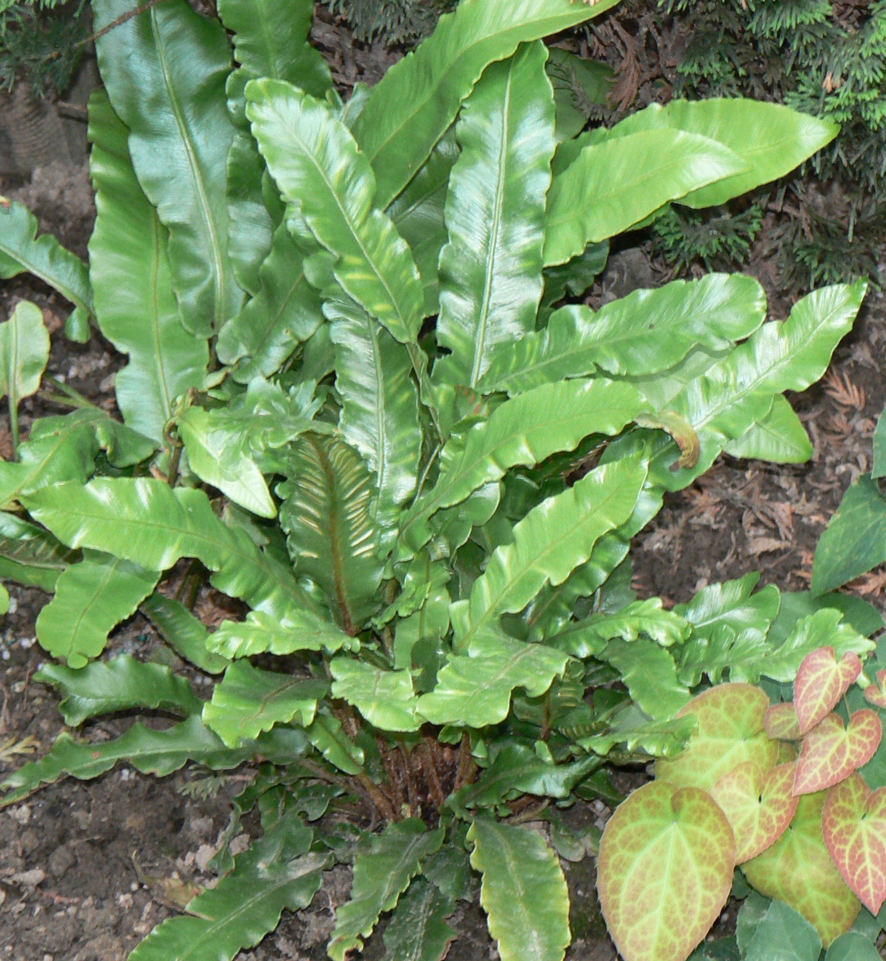 Asplenium scolopendrium Hart's Tongue Fern