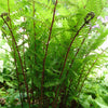 Athyrium angustum forma rubellum Lady in Red Fern