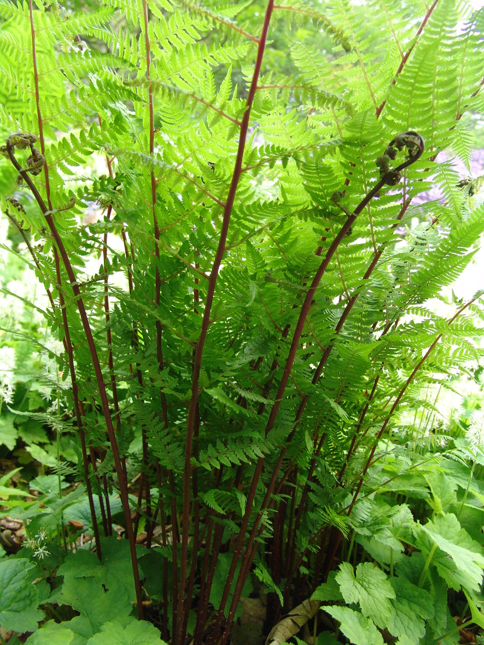 Athyrium angustum forma rubellum Lady in Red Fern