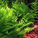 Athyrium filix femina Lady Fern