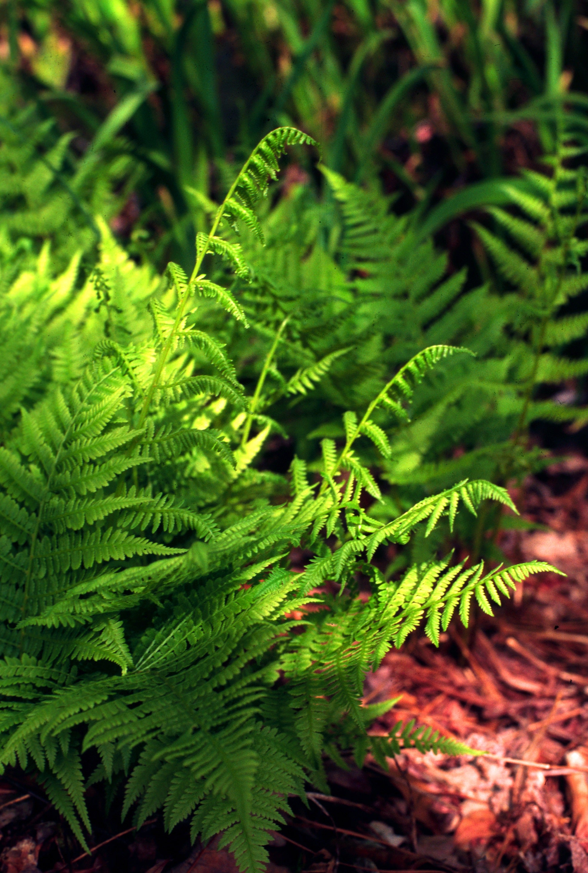 Athyrium filix femina Lady Fern