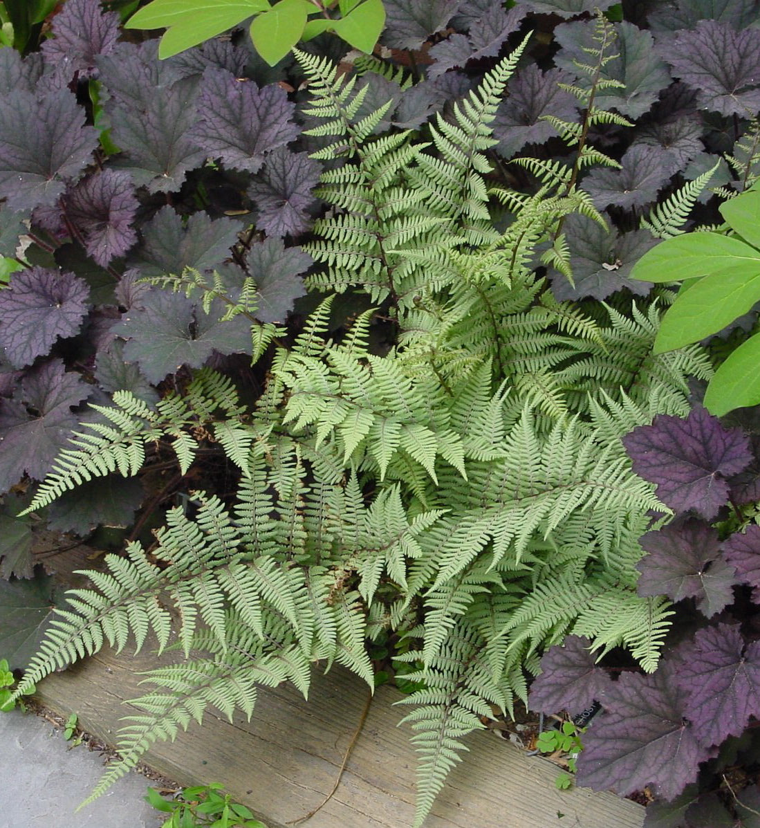 Athyrium x Ghost Ghost Fern