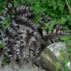 Athyrium niponicum var. pictum Burgundy Lace PP15072, COPF Burgundy Lace Japanese Painted Fern