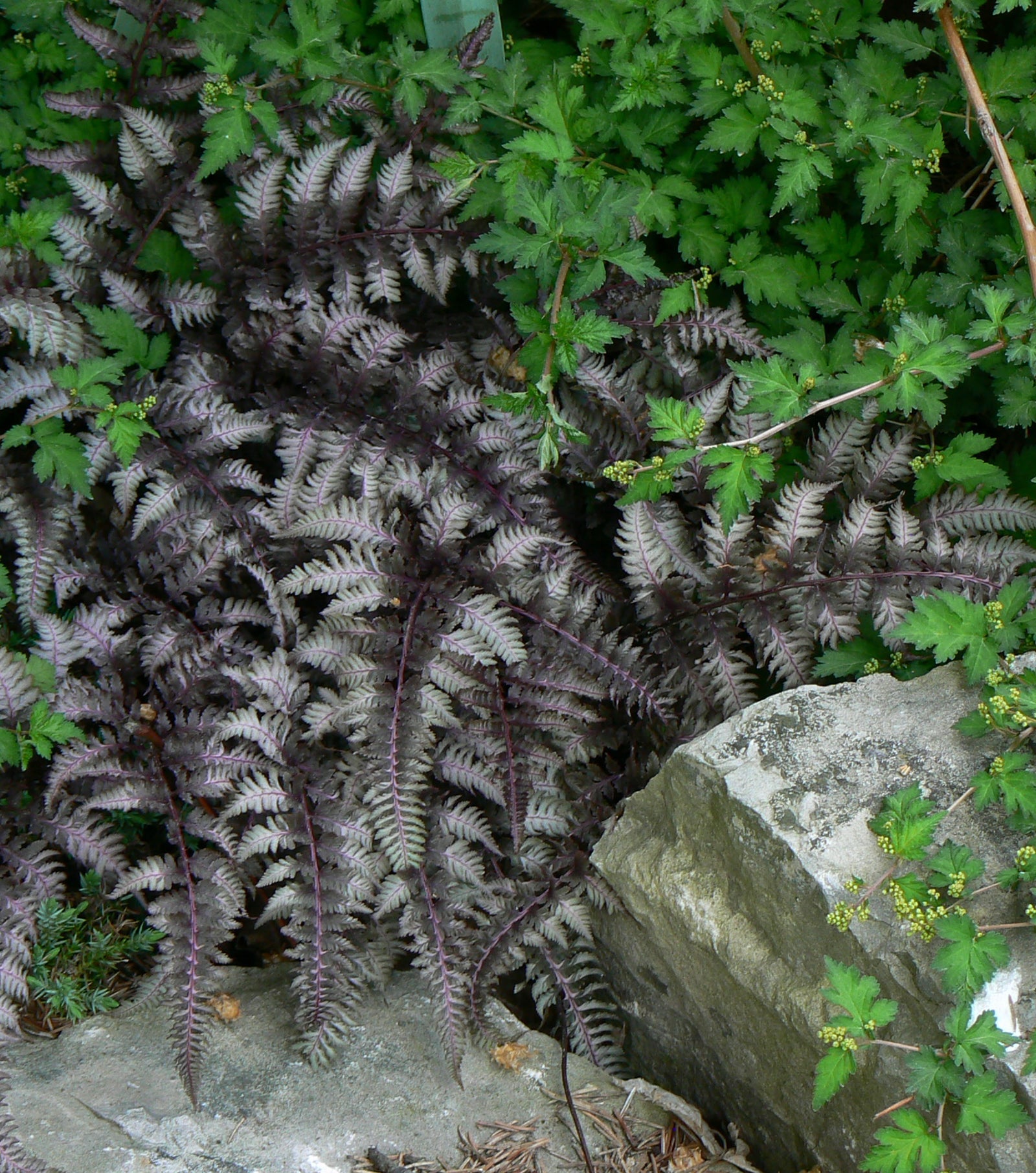 Athyrium niponicum var. pictum Burgundy Lace PP15072, COPF Burgundy Lace Japanese Painted Fern