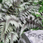 Athyrium niponicum Pictum Japanese Painted Fern