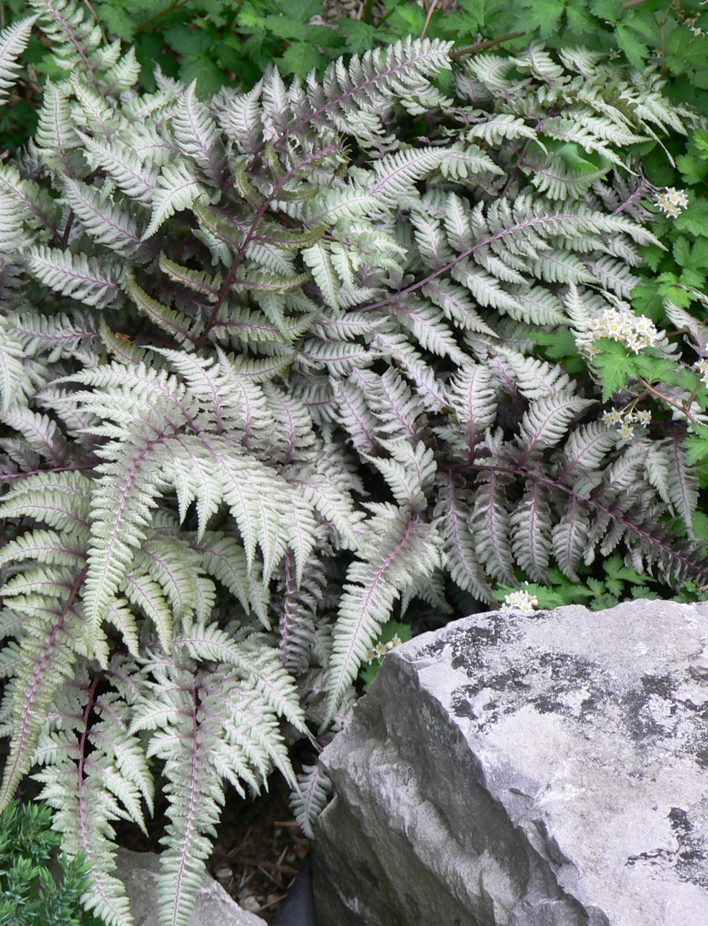 Athyrium niponicum Pictum Japanese Painted Fern