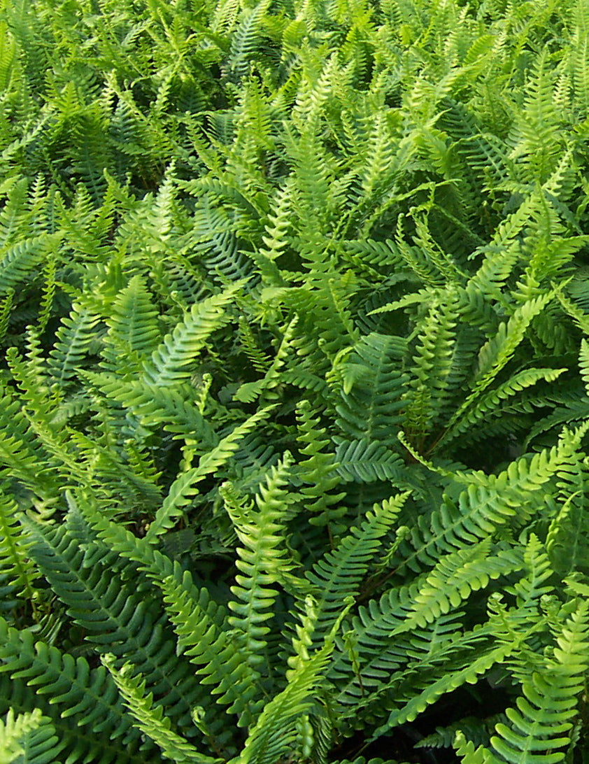 Blechnum spicant Deer Fern