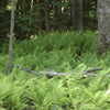 Dennstaedtia punctilobula Hay Scented Fern