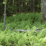 Dennstaedtia punctilobula Hay Scented Fern