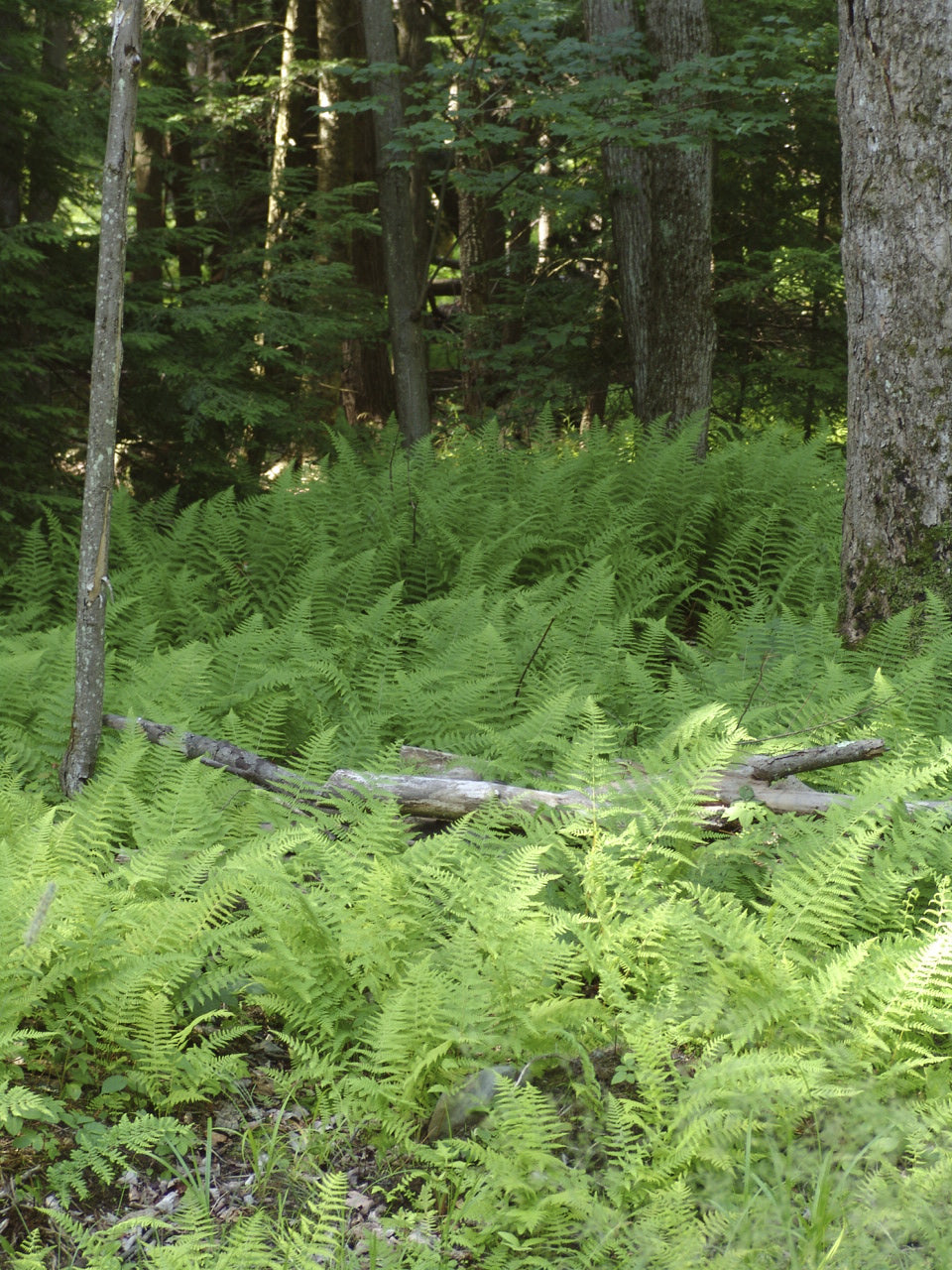 Dennstaedtia punctilobula Hay Scented Fern