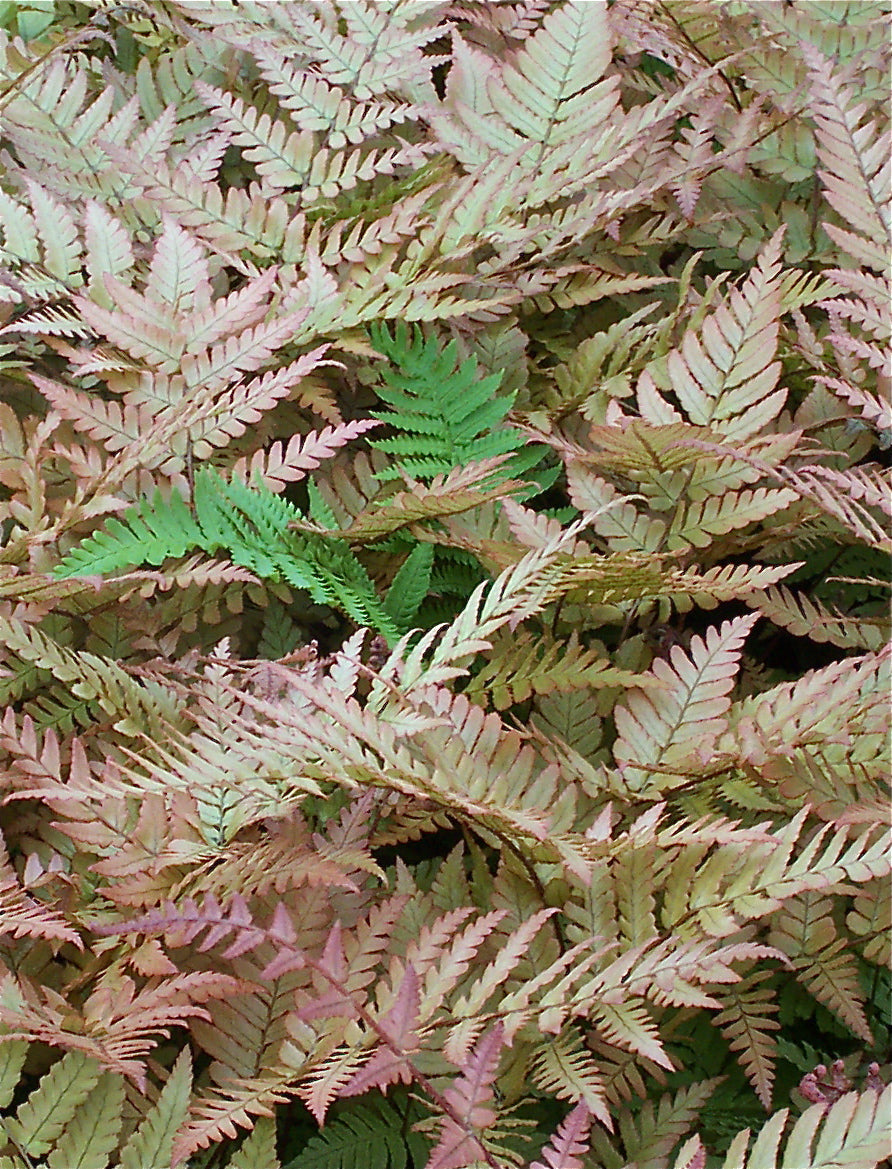 Dryopteris erythrosora Autumn Fern