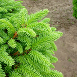 Picea abies Little Gem Little Gem Norway Spruce