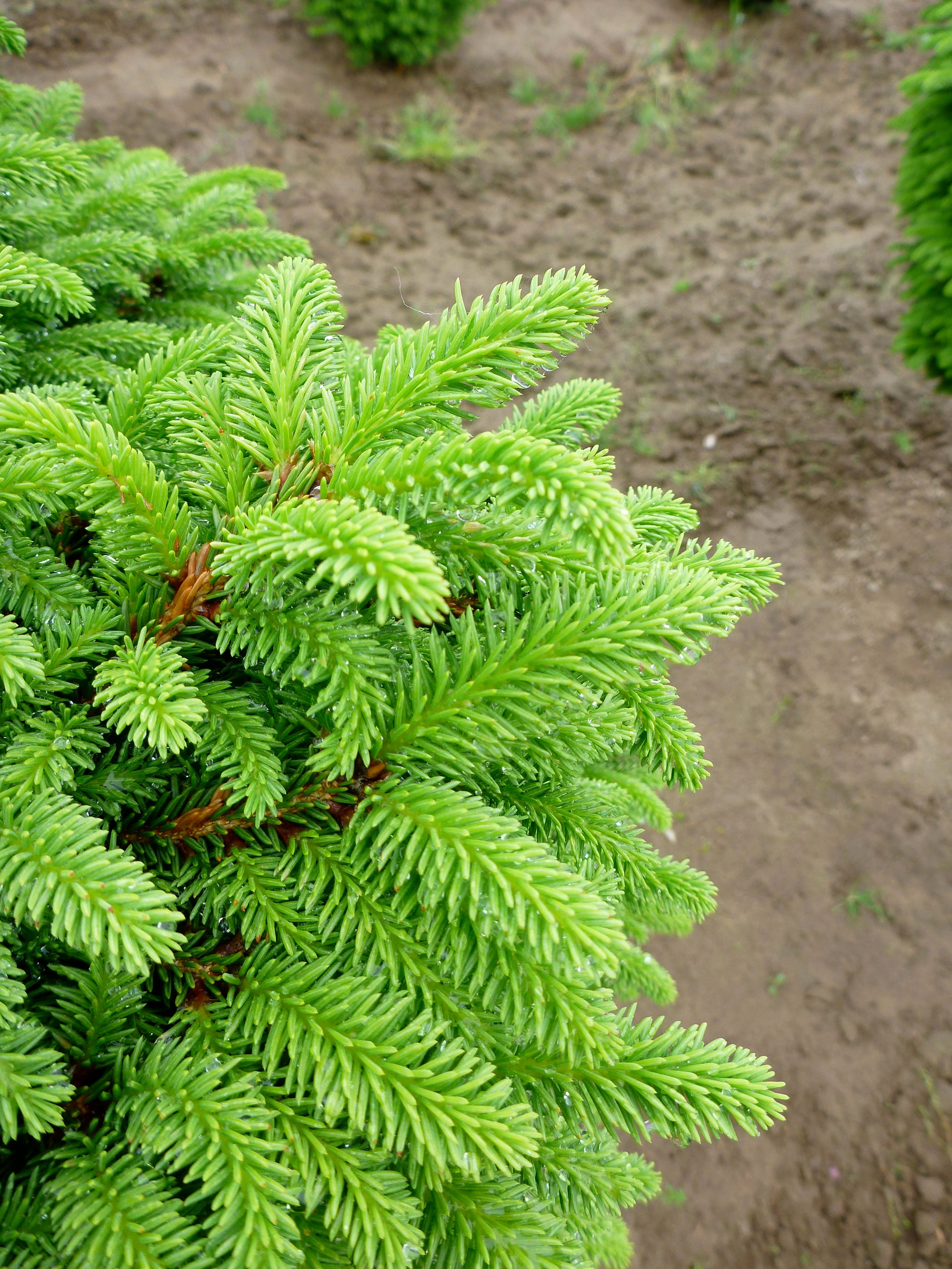 Picea abies Little Gem Little Gem Norway Spruce