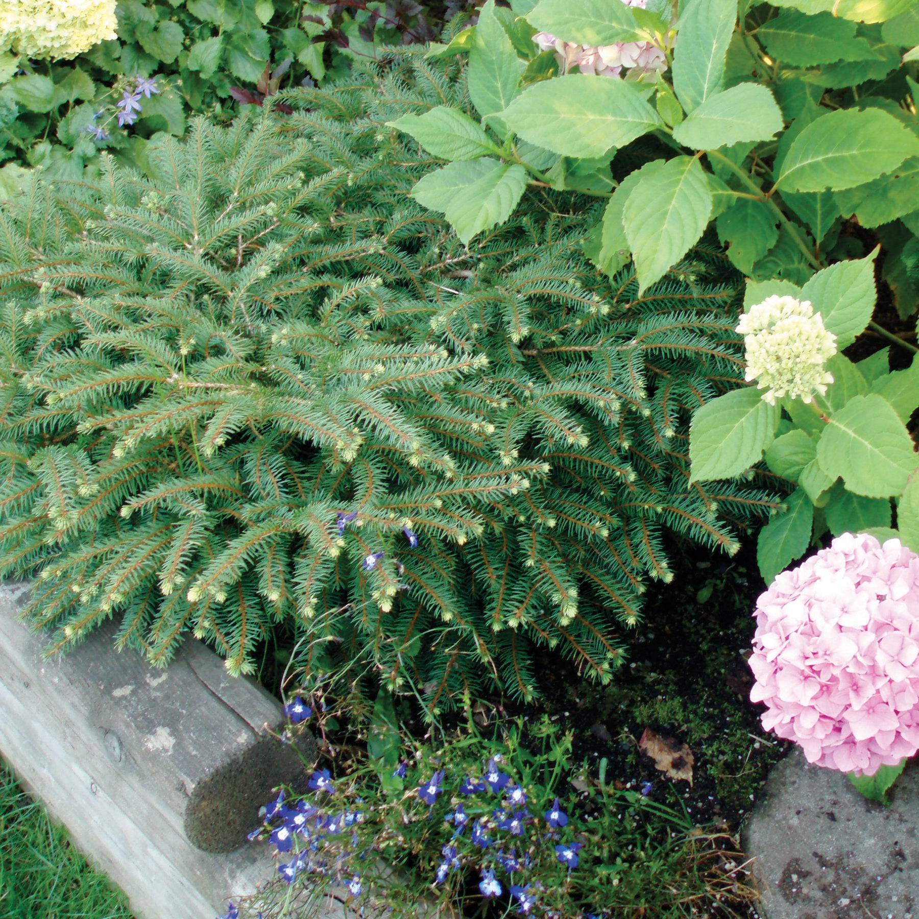 Picea abies Nidiformis Bird's Nest Norway Spruce