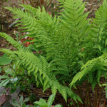 Dryopteris goldiana Goldie's Fern