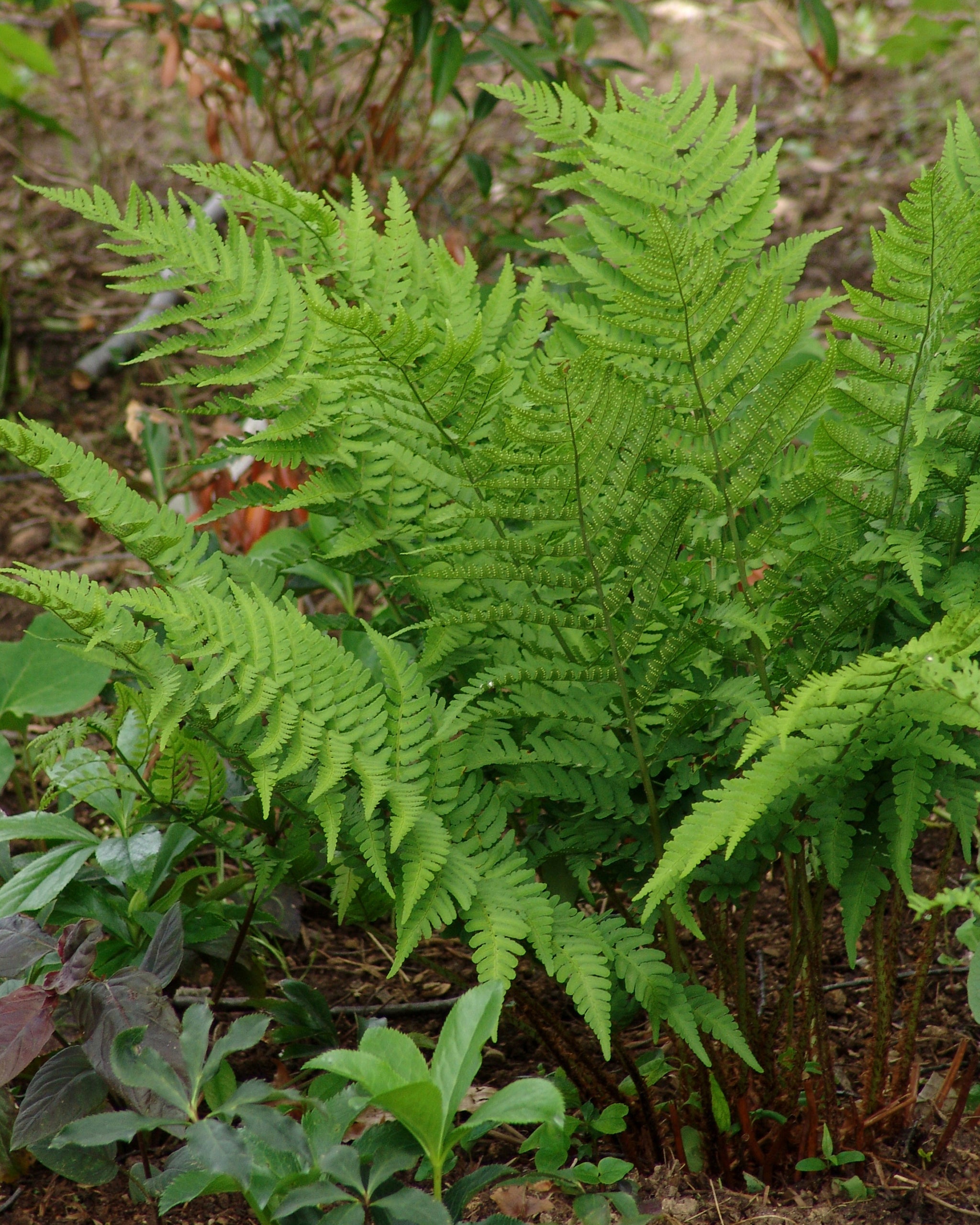 Dryopteris goldiana Goldie's Fern