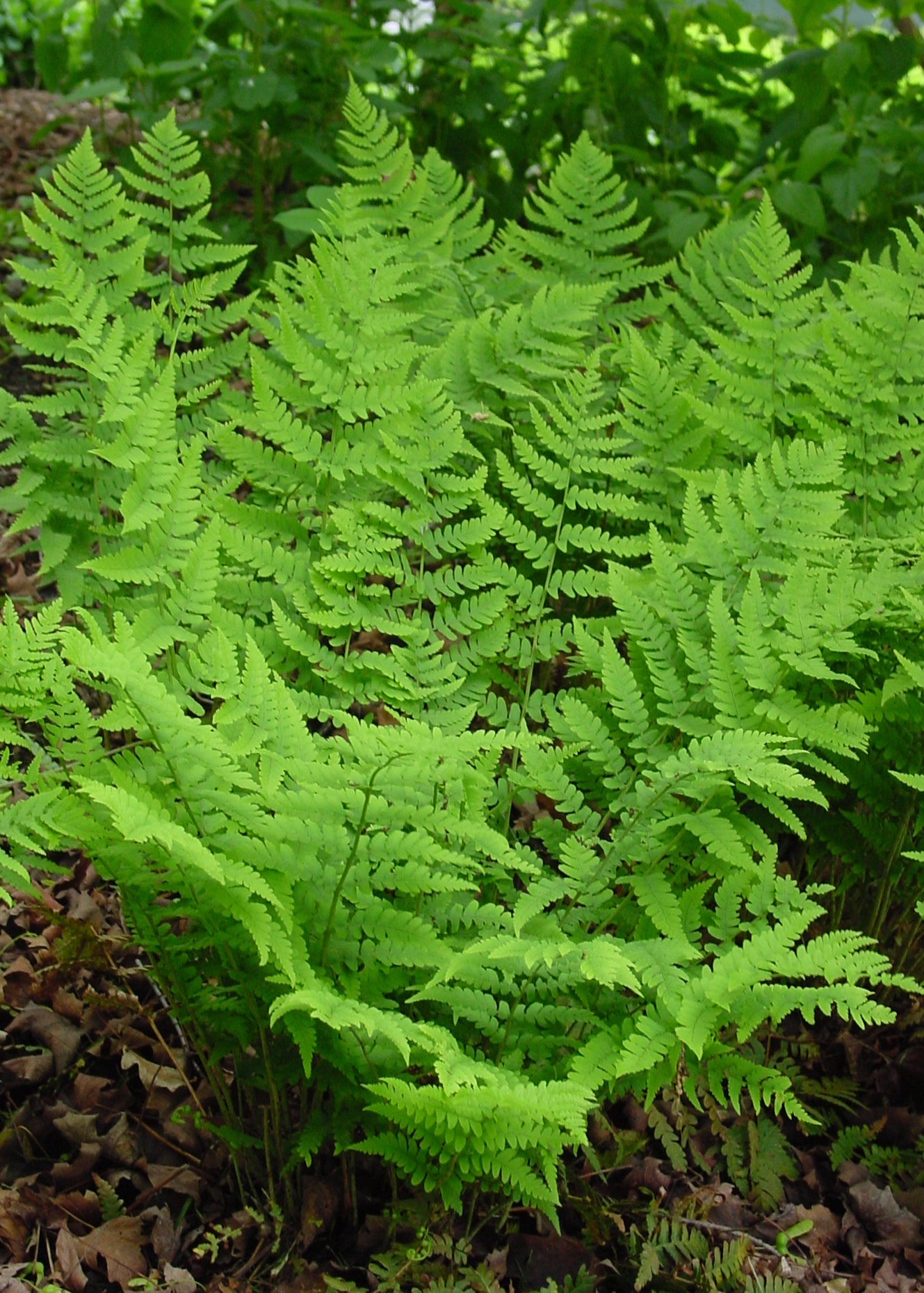 Dryopteris marginalis Marginal Shield Fern