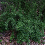 Acanthopanax sieboldianus Fiveleaf Aralia