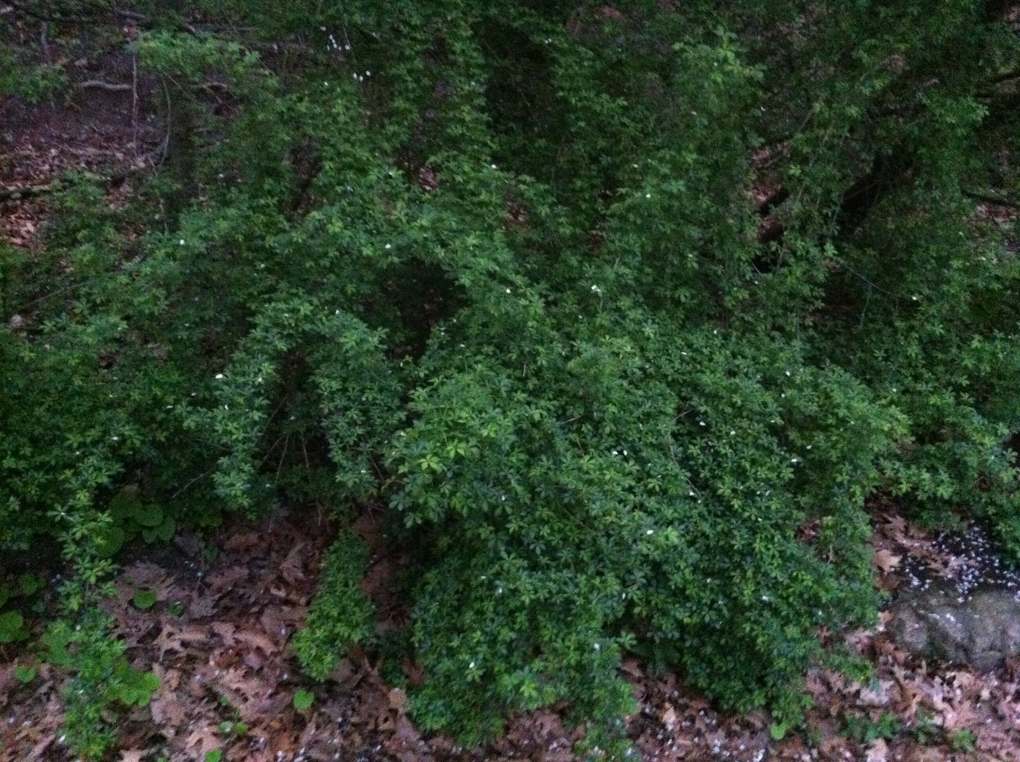 Acanthopanax sieboldianus Fiveleaf Aralia