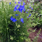 Delphinium grandiflorum Blue Butterfly Chinese Larkspur